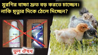 মুরগির বাচ্চা দ্রুত বড় করতে চাচ্ছেন। নাকি মৃত্যুর দিকে ঠেলে দিচ্ছেন? মুরগির বাচ্চা  বড় করার উপায়।