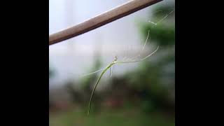 Whip Spider (Ariamnes flagellum) #spider #rare #amazing