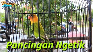 Pancingan lovebird ngetik supaya lb lain respon