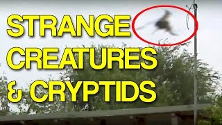 More Strange Creatures and Cryptids Caught on Tape