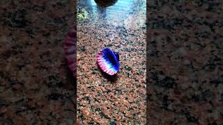 Painting My Seashells || Part-2