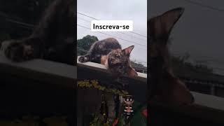 #viralvideo #gatos #adoteumgato #cat #memes #mensagem #doglover #dog #bomdia #adote #adoteumgatinho