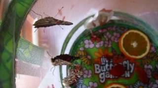 Butterflies Ready To Be Released