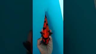 IKAN KOI MERAH DARAH 😍