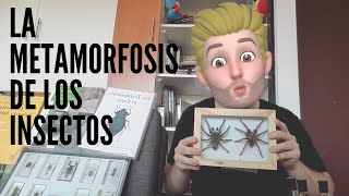 La metamorfosis de los insectos 🐛🦋