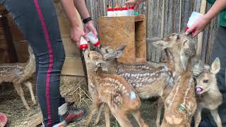 Bottle feeding of rescued baby deer