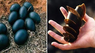 Unique Animal Eggs That Will Amaze You