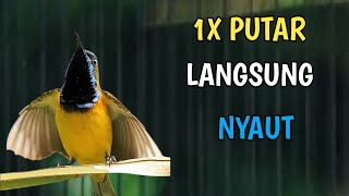 1X PUTAR LANGSUNG NYAUT, PANCINGAN SOGON BIAR GACOR