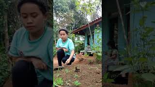 melihat aktivitas neng sunda sedang beres beres halaman rumah #shortvideo #pedesaan