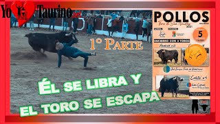 Vuelven los Toros 🐂 🐂 🐂 a Pollos 🐥  🐣 🐥 espectáculo 🤪😝🥳 y Diversión 🥰😍😍