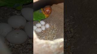 Seven eggs all fartial #lovebird #split