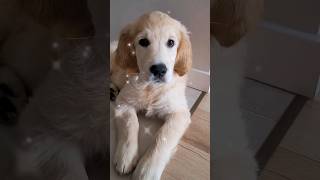 Przemyślenia Goldena Retrievera #goldenretriever Golden Retriever vs Człowiek