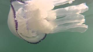 GoPro My brother's jelly fish encounter