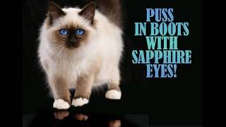 Birman Puss In Boots With Sapphire Eyes