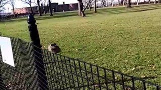 A friendly Squirrel in New York city