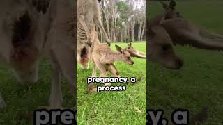 Jumping Kangaroo 🦘🦘🦘