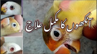 Lovebirds Eye Infection Treatment | Lovebirds Ki Eye Infection Ka Mukamal Treatment #shorts #viral