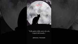 Nella quiete della notte che cela i segreti del mondo #gatto #aforismi #frasedelgiorno #animali