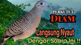 PANCINGAN PERKUTUT LOKAL // PERKUTUT DIAM AUTO LANGSUNG NYAUT DENGAN SUARA PANCINGAN INI 100% MANJUR