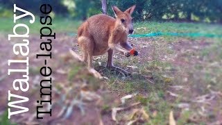 Wallaby Time-lapse