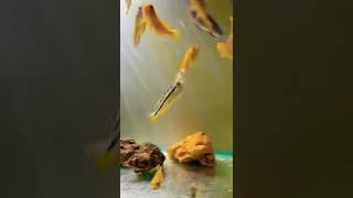 CICHLID SETUP #shorts #youtubeshorts