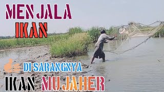 Di saat sawah mulai panen,ada sawah yg di tanami padi,ternyata jadi sarang ikan MUJAHER.