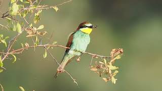 Brutpflege der Bienenfresser im Juli   #Vogelbeobachtung _ Steilwand an der Mulde