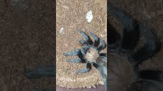 Tarantula Feeding Video - 079 - Brachypelma albiceps