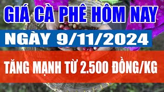 Giá cà phê hôm nay 9/11/2024: Tăng mạnh từ 2.500 đồng/kg