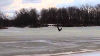 Eagle taking off