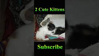 2 Kittens Playing Funny Video #Viral #Shorts