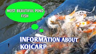 Koi fish pond | most beautiful pond fish