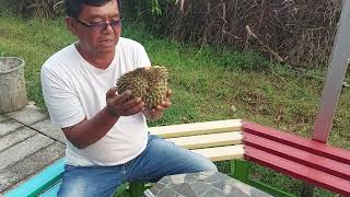 kendala berkebun durian di saat mau panen .