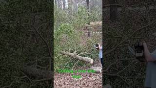 Cutting a tree into logs