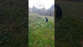 Стая собак на озере. /A pack of dogs on the lake. #shorts