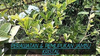 Perawatan & Pemupukan jambu kristal