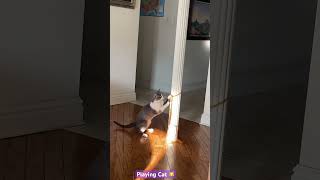 Figaro 🐱🐈Love to Play this #catlover #catplaying #catshorts #shortvideo