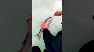 Ice Fishing Rainbow Trout in Idaho on Livescope.