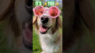 🌹🐕SEND THIS to your BESTIE☀️😎 #doglover #cutedog #shorts #puppy #pets #animals #dog #collie #aussie