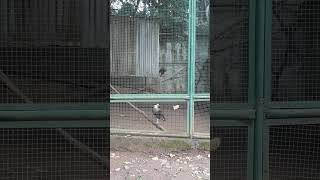 GAVIÃO CARCARÁ (Caracara plancus)- Zoológico Municipal de Piracicaba - Paraíso da Criança.(Mar/2023)