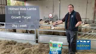 Weighing horned lambs for trial