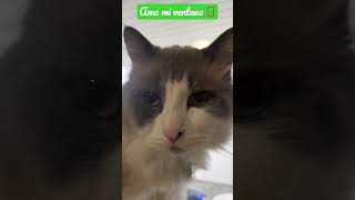 Lugares favoritos de los gatitos / cosas que los gatitos aman 😻