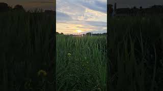 ❗️Watch with sound❗️ Poznan. Cool sounds in the grass on Malta Lake 🦗🐦🕸🐞🐝🦆🐦‍⬛🐸