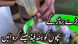 How To Proper Hand Feed For Birds Chick | Birds K Bachon Ko Hand Feed Kaise Karwate Hai