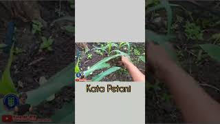 tanaman jagung KATA PETANI #shorts #pertanian #sayuran