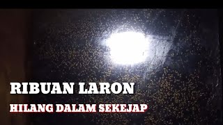 TUTORIAL MENGHILANGKAN LARON KECIL DALAM RUMAH