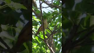 CANTO DA CORRUÍRA (Troglodytes musculus)