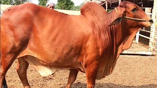 عزیز کیٹل فارم اینڈ پلائی سینٹر حاصل پور Aziz Cattle Farm and Palai Center Hashilpur