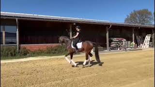 FEI Dressage Horse for Sale-lots of show experience