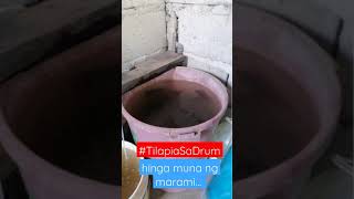 Tilapia Sa Drum: Hinga Muna Ng Marami! #Shorts #TilapiaSaDrum #Tilapia